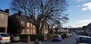 Man fined for cutting down tree in his garden